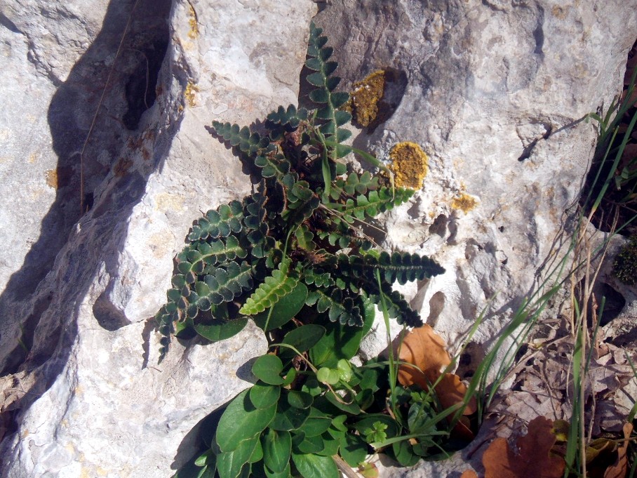 Asplenium ceterach